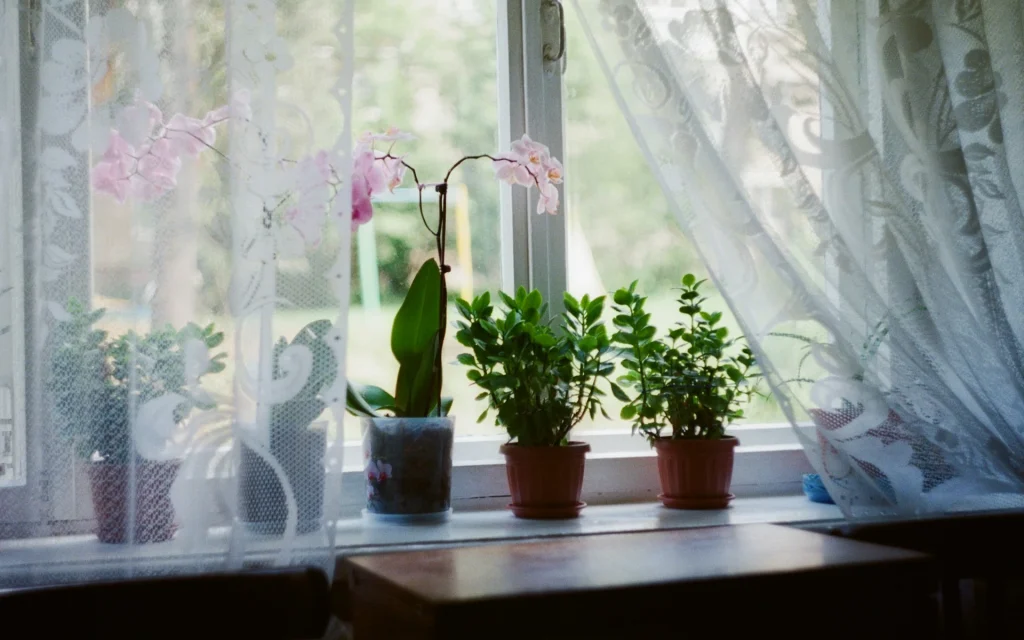 Curtains adding to the aesthetics of plants