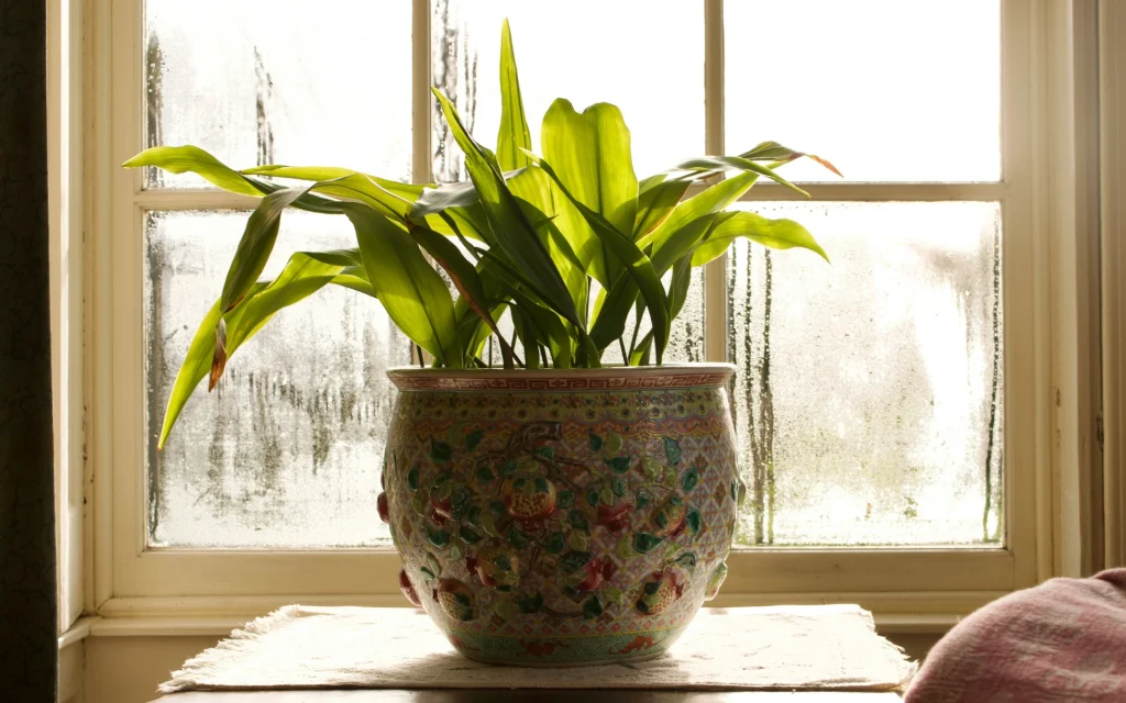 A decorative vase with a plant