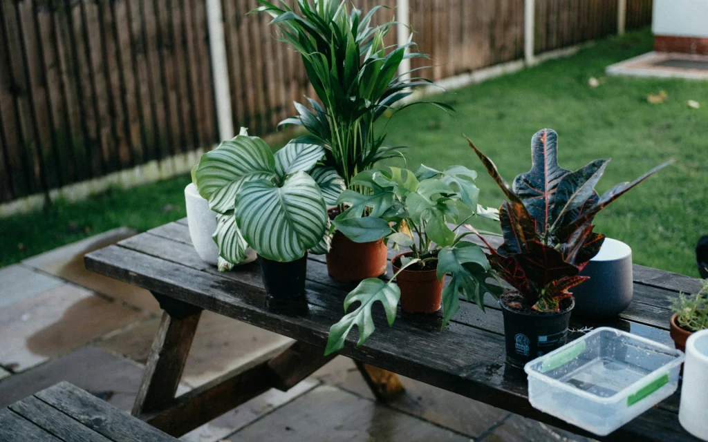 Different plant styles