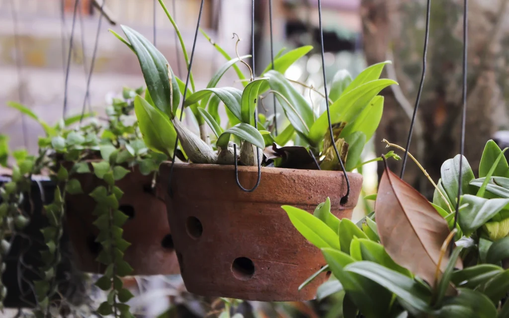 One wooden house plant