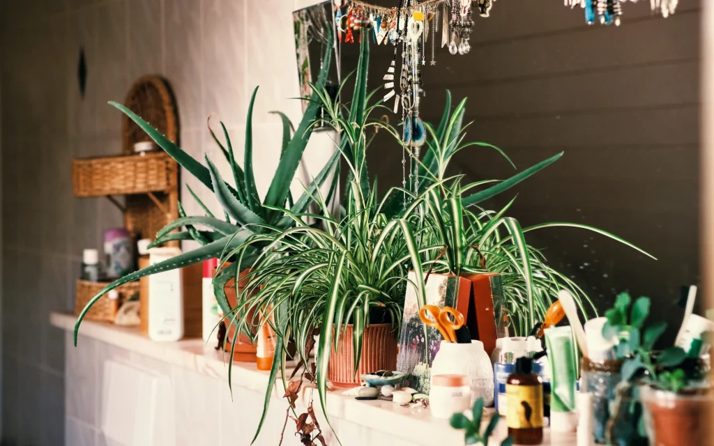 adding plants as focal points to your interior spaces