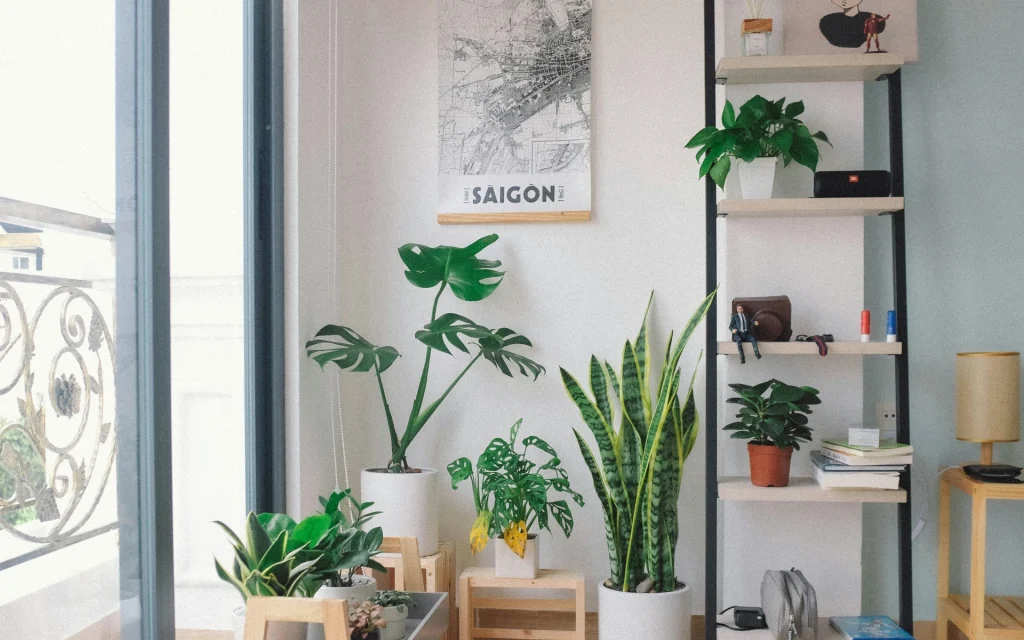 Plants in the dining room 