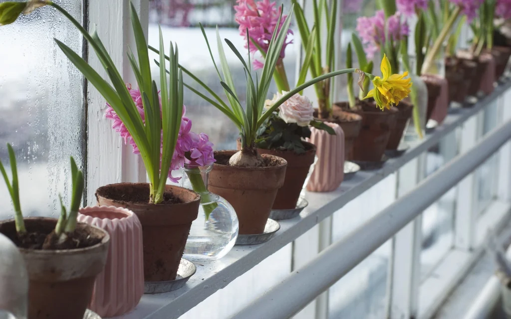 glass greenhouse plants