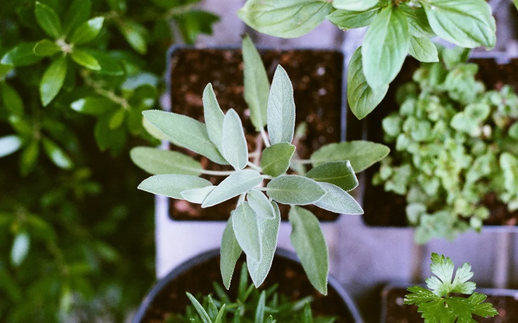 give your room a nire ubdu aesthetic with potted plants
