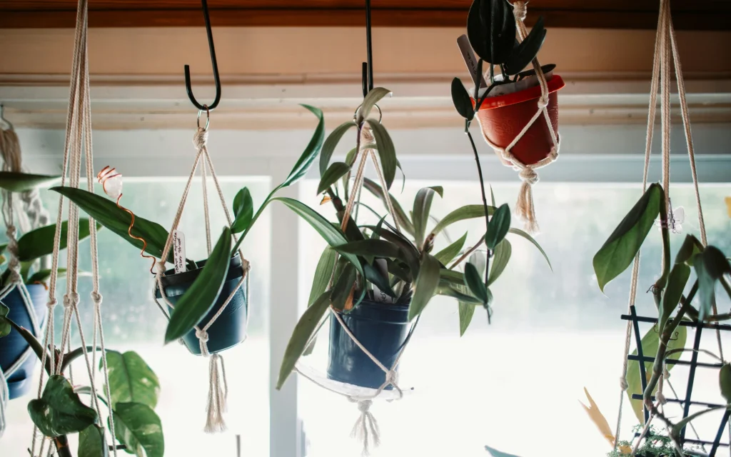Hanging plants in the home