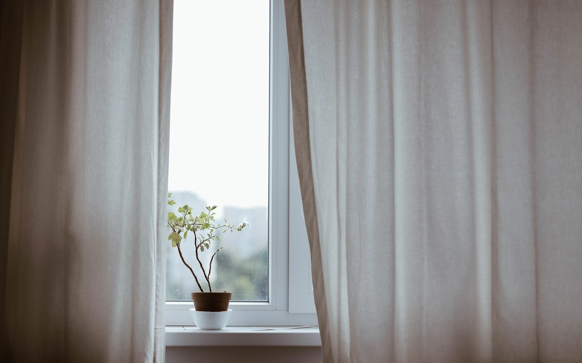 plants in interior design