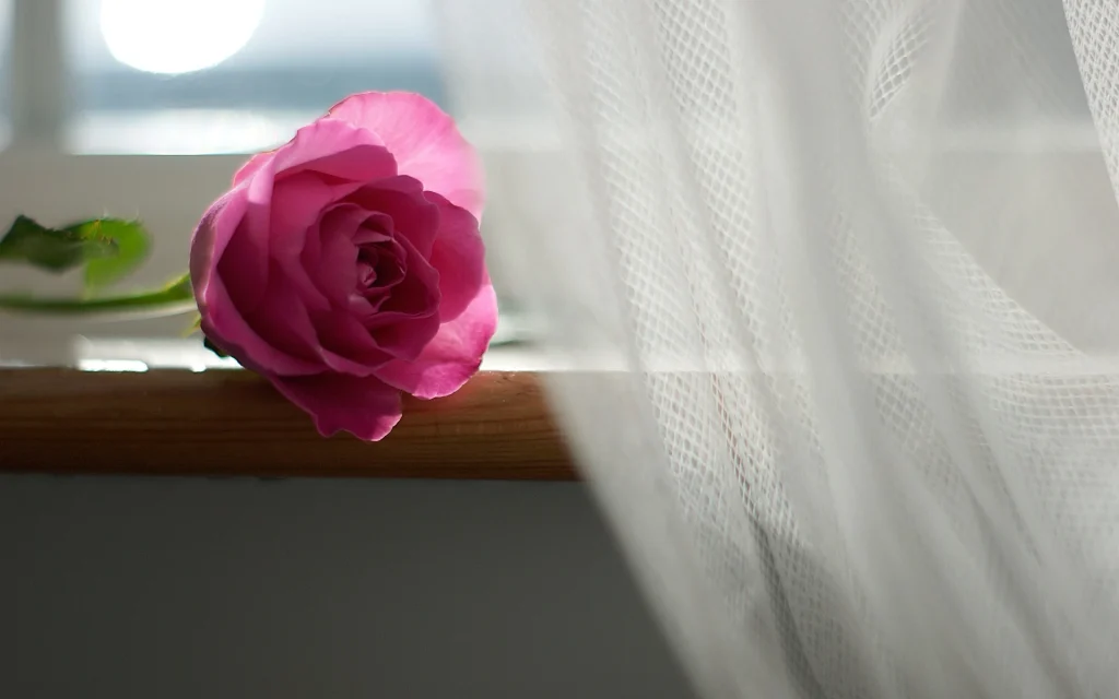 layered curtains with a rose