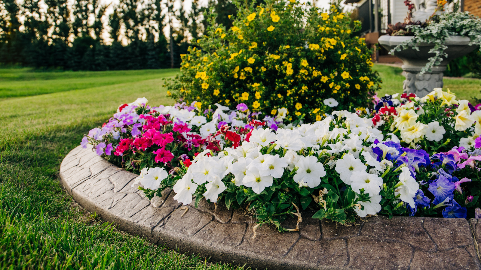 Low maintenance plants for your backyard.