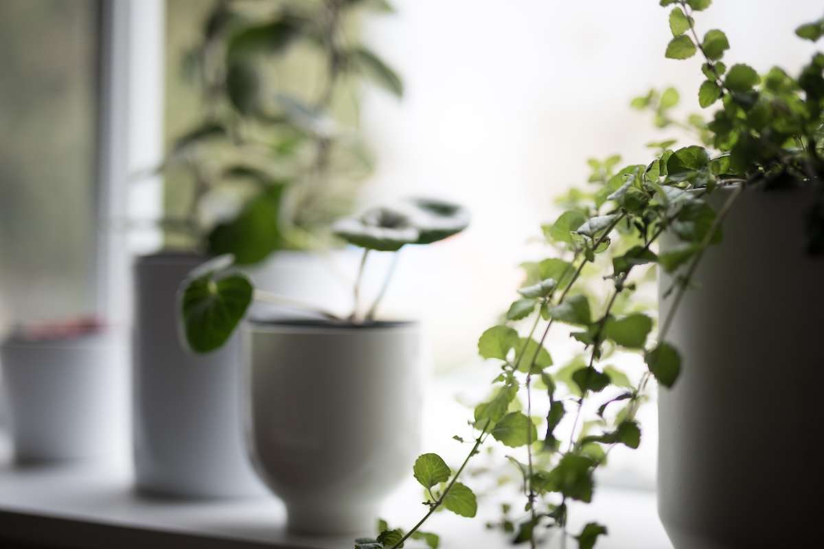 plants in interior design