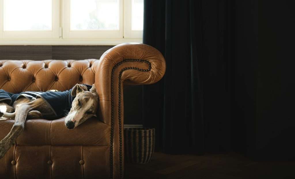 leather sofa